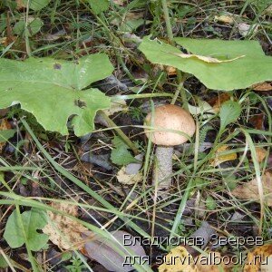 Подосиновый гриб