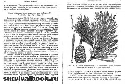 Дикорастущие полезные растения СССР. Отрывок #3