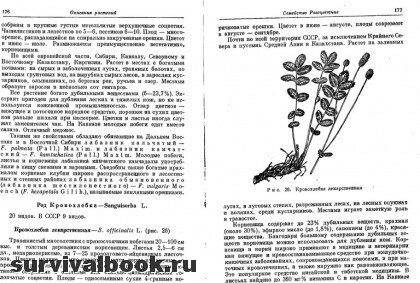 Дикорастущие полезные растения СССР. Отрывок #4