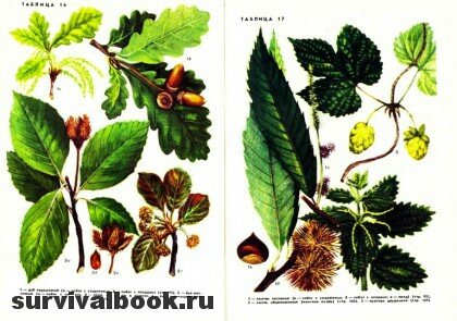 Дикорастущие полезные растения СССР. Отрывок #6