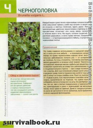Лекарственные растения России. Иллюстрированная энциклопедия. Отрывок #2